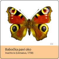 vyroba magnetek - magnetka motyl - babock pavi oko