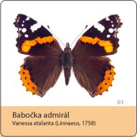 vyroba magnetek - magnetka motyl - babocka admiral
