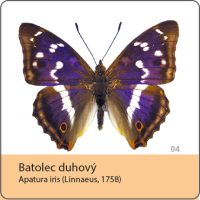 vyroba magnetek - magnetka motyl - batolec duhovy