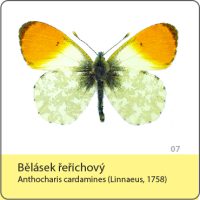 vyroba magnetek - magnetka motyl - belasek rerichovy
