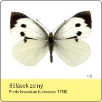 vyroba magnetek - magnetka motyl - belasek zelny