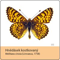 vyroba magnetek - magnetka motyl - hnedasek kostkovany