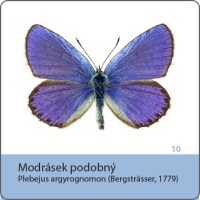 vyroba magnetek - magnetka motyl - modrasek podobny