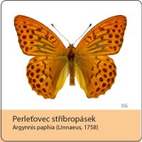 vyroba magnetek - magnetka motyl - perletovec stribropasek
