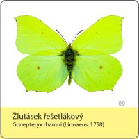 vyroba magnetek - magnetka motyl - zlutasek resetlakovy